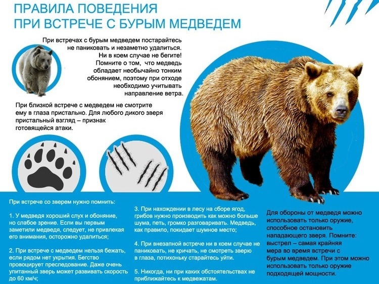 Правила поведения с бурым медведем (плакат).