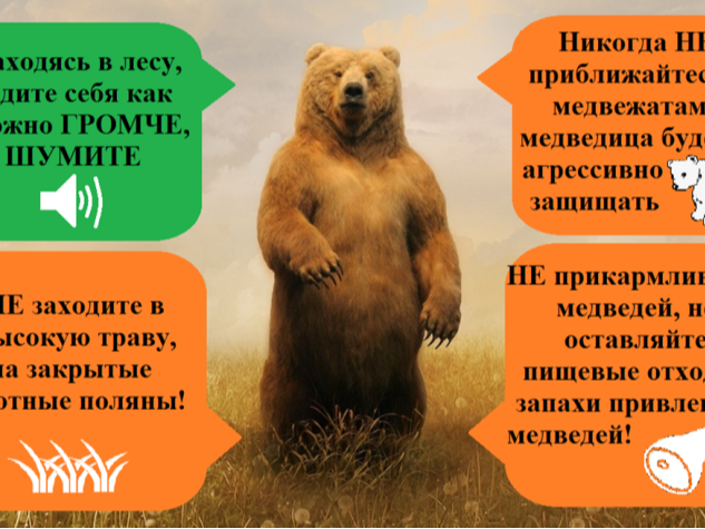 Правила поведения при встрече с медведем (плакат).